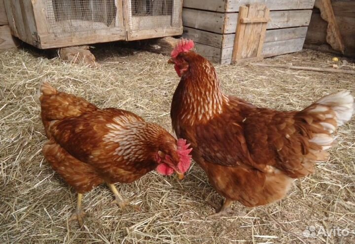 Куры несушки с доставкой