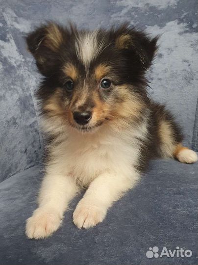 Щенки шелти