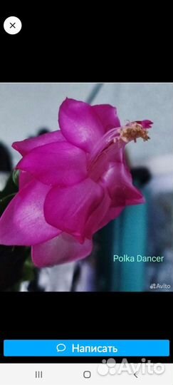 Шлюмбергеры сортовые, паперомия