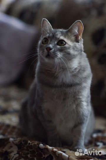 Кошечка, британка, стерилизована