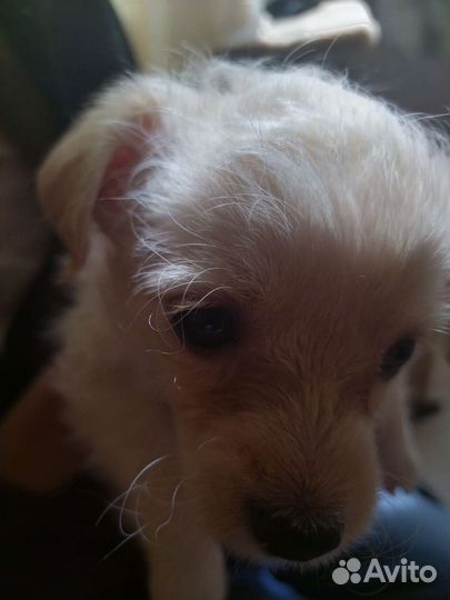 Маленькая собака в добрые руки