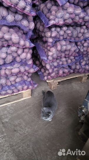 Продам картофель оптом