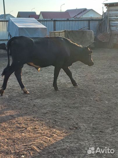 Быки и телки