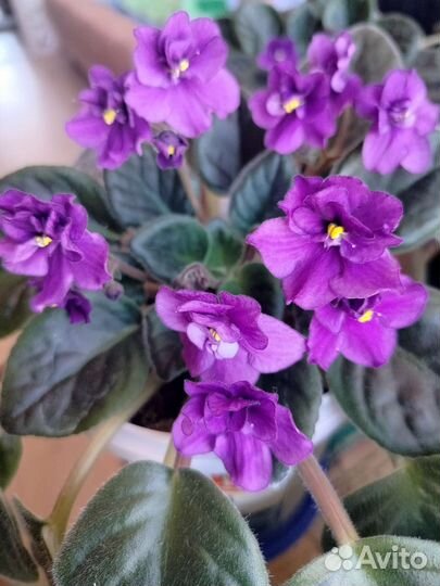 Фиалка в горшках