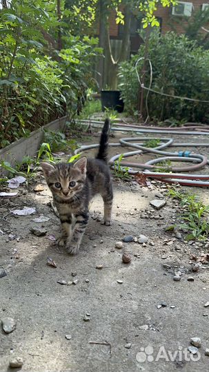 Кошечка девочка