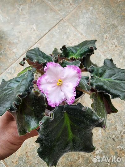 Сортовые фиалки-стартеры