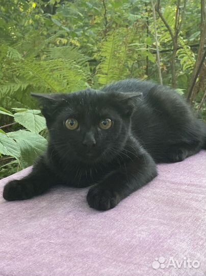 Очаровательный мальчик ищет семью