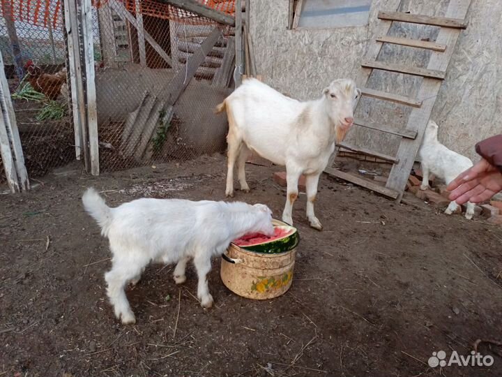 Козел ламанча