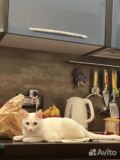 Домработница. 2 раза в неделю на 3 часа