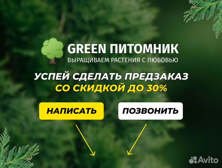 Туя сортовая Брабант, Смарагд,Колумна