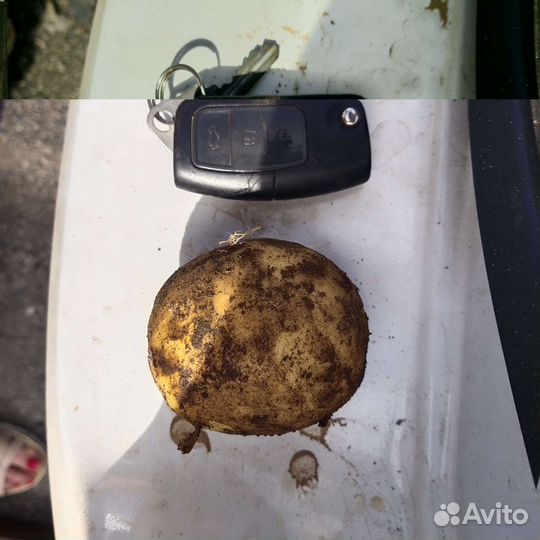 Продам картофель 