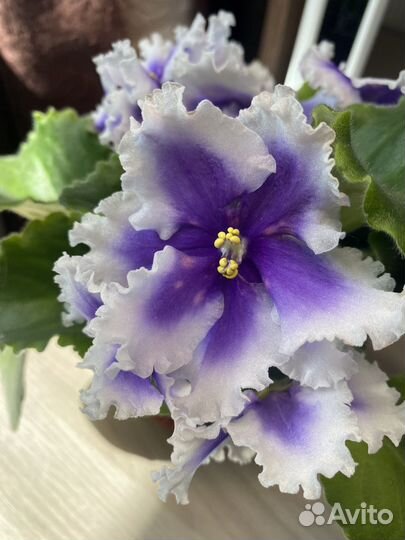 Детки сортовых фиалок