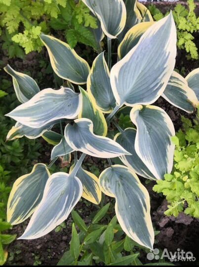 Хосты из сада