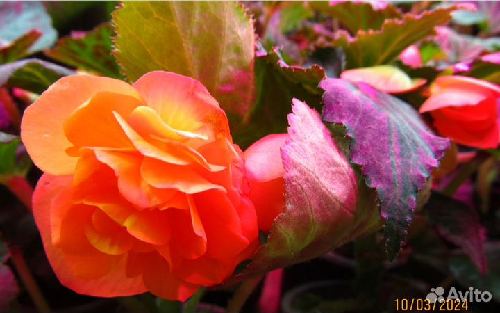 Рассада бегонии