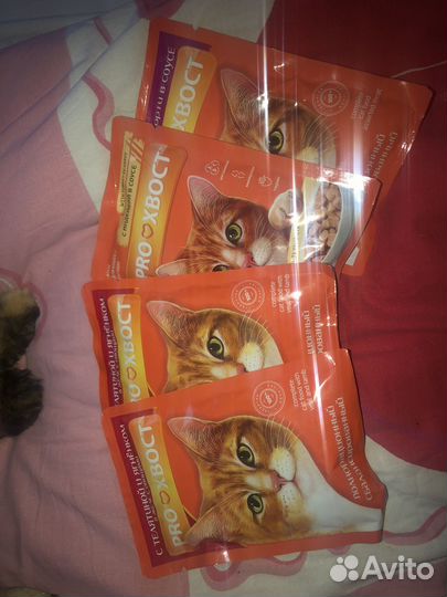 Кошачий корм влажный PROхвост