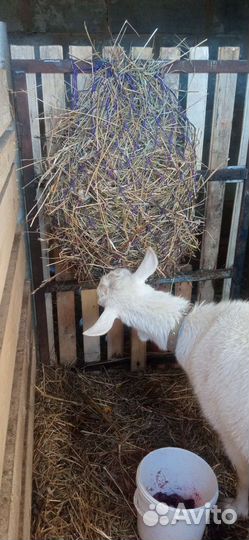 Рептух (медленная кормушка)