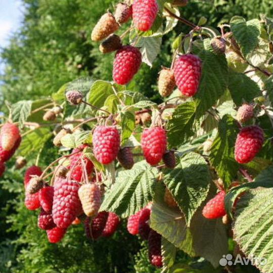 Саженцы ремонтантной малины Брянское диво