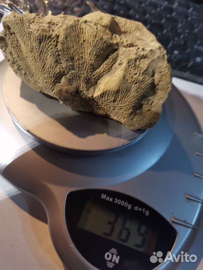 Окаменелость растение