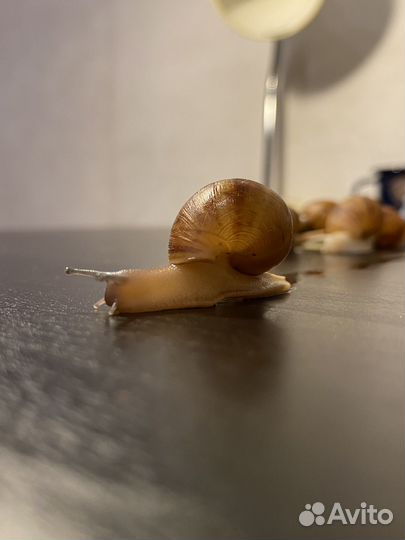 Улитки архахатины