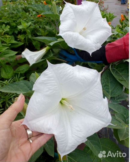 Семена дурмана(Datura)