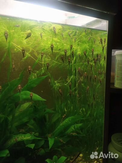 Аквариумные рыбки сомики