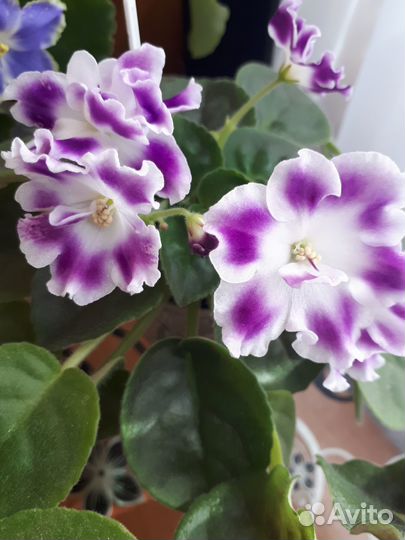 Сортовые фиалки