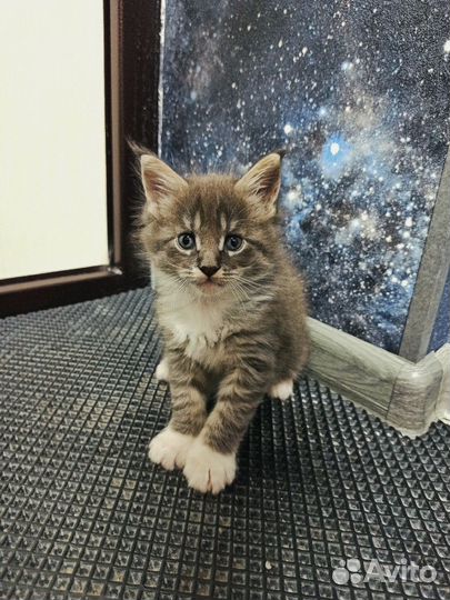 Котята мейн-кун