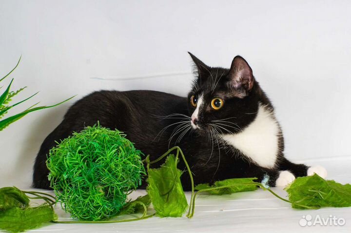 Кошка Кроха (1 год)