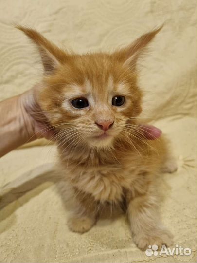 Котята мейн-кун полидакт девочки и мальчики