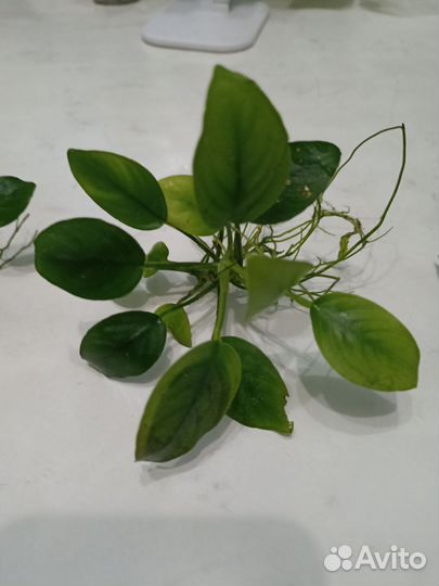 Анубиас нана