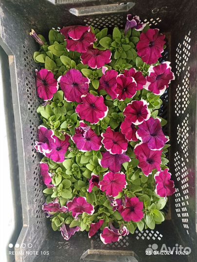 Рассада петунии