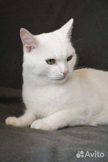 Котик Иней в дар