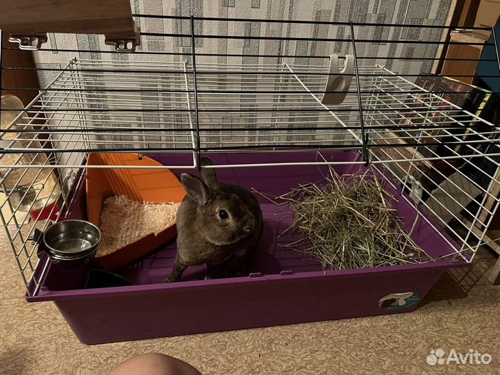 Кролик карликовый Рекс