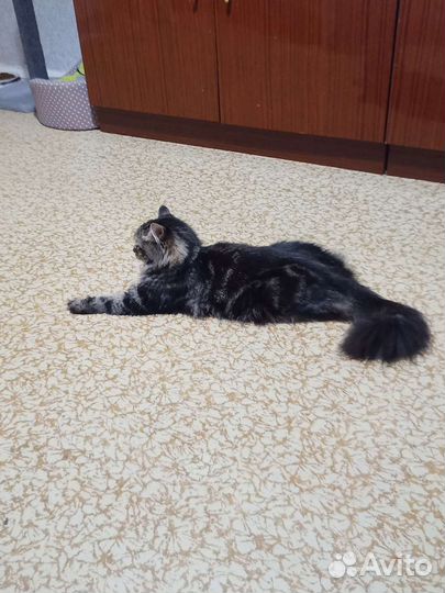 Кошка в дар бесплатно