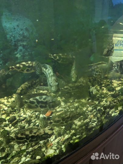 Аквариумные рыбки Золотой leopard