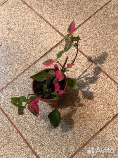 Альтернатера