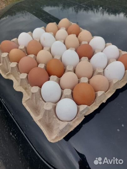 Домашние куриные яйца