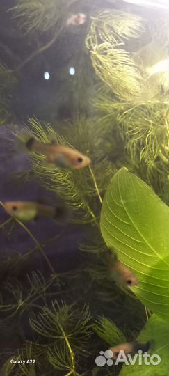 Аквариумные рыбки гуппи