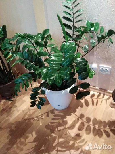 Замиокулькас