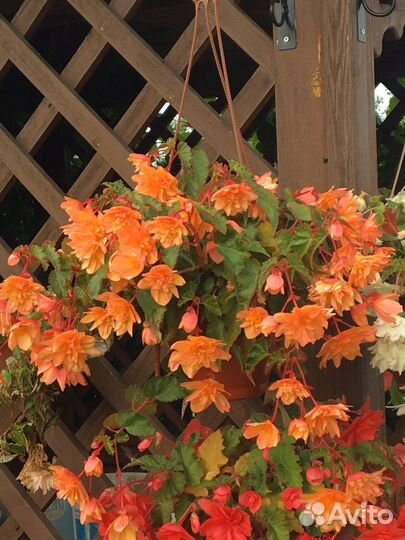 Бегония Беллекония, ампельная