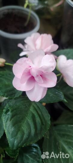 Бальзамин махровый ампельный и кустовлй