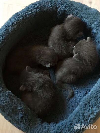 Котята в добрые руки бесплатно