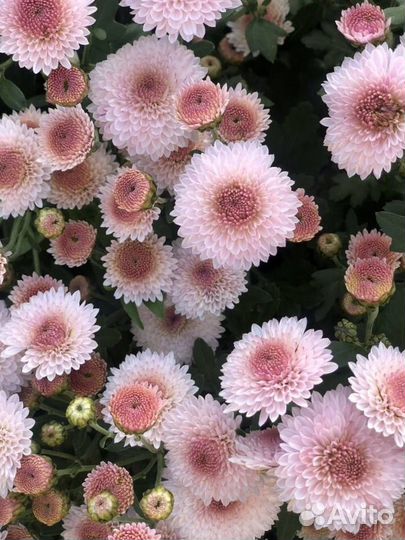 Хризантемы мультифлора и Корейские -зимующие