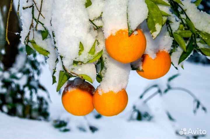 Экскурсионный тур в Абхазию из Сочи