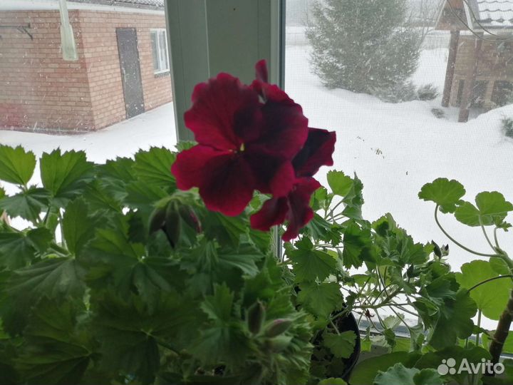 Герань пеларгония тюльпановидная