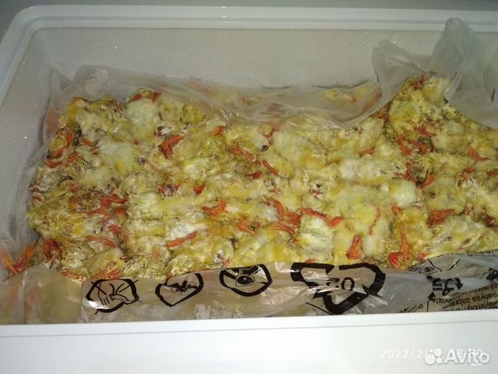 Суточные замороженные цыплята на корм