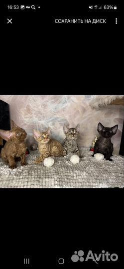 Котята девон-рекс