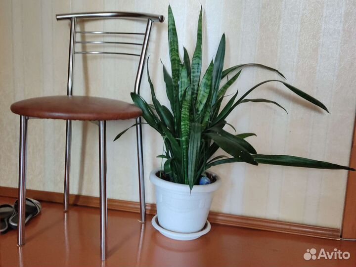 Цветы разные