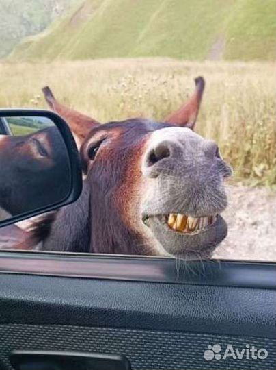 Индивидуальный тур, путешествие в горы, экскурсии