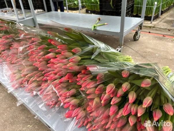 Тюльпаны оптом